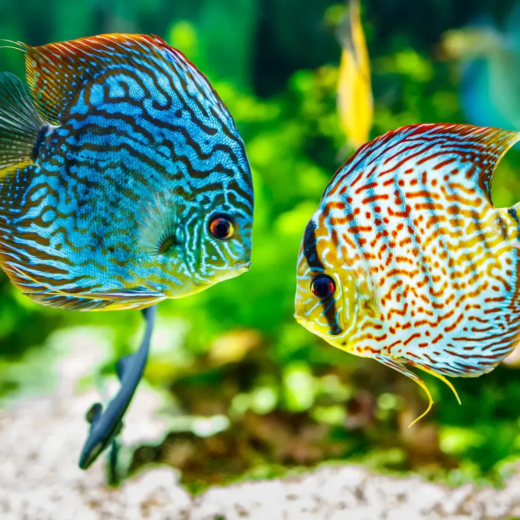 Fish Advice Centre