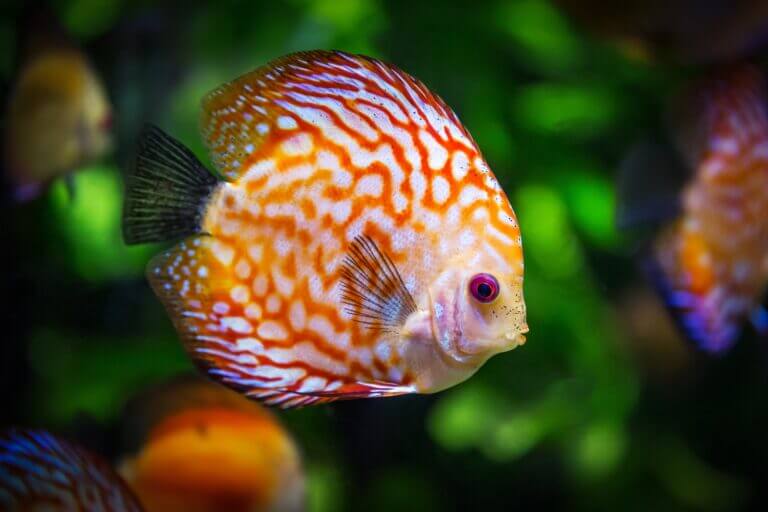 Aquatics Beginners Guide