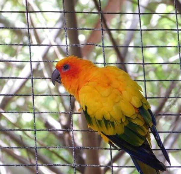 Buying A Parrot