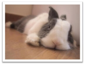 My Bunny is Bored