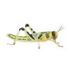 Locusts Live Food