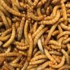 Mealworms