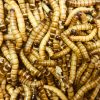 Morio Worms