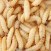 Wax Worms