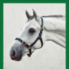 Economy Webbing Headcollar PONY GREEN