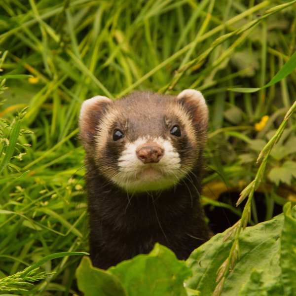 Ferret Products